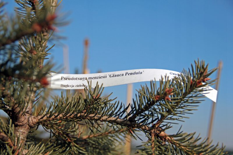 Etykiety ogrodnicze pętlowe do pisania BIAŁE 200mm x 17mm (17x200) 100 szt. - Image 2