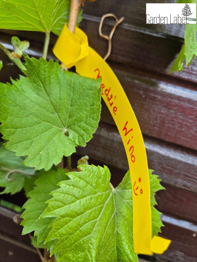 Etykiety Wiązane do Oznaczania Roślin - żółte, 400x20mm, Zestaw 1000 szt. - Image 8