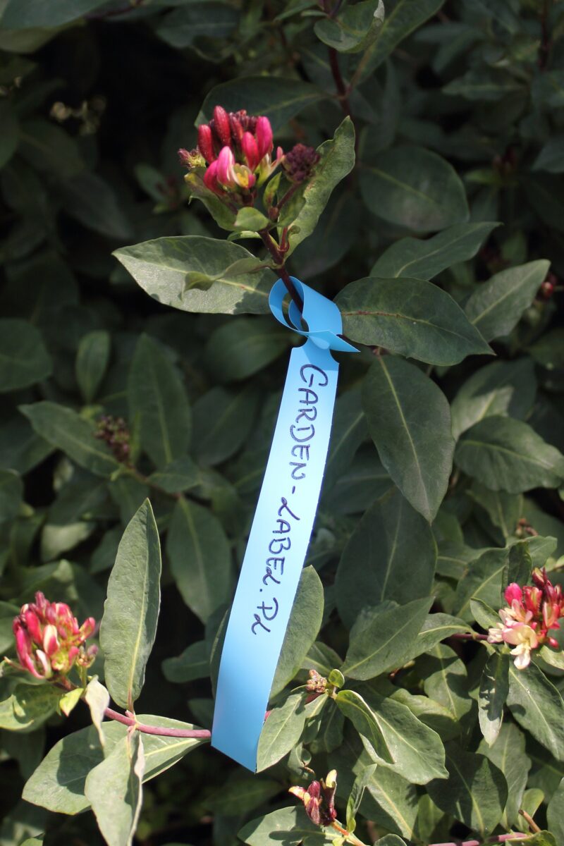 Marker ogrodniczy (mazak, pisak) permanentny, odporny Garden Marker II Czarny 10szt - Image 9
