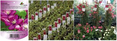 Etykiety wtykane - Pot Label 27 x 160 mm (7) (4205) FloraLabels - obrazek 7