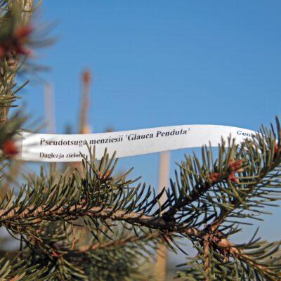 aee3c96e5f544be914a2a441f2d241aa