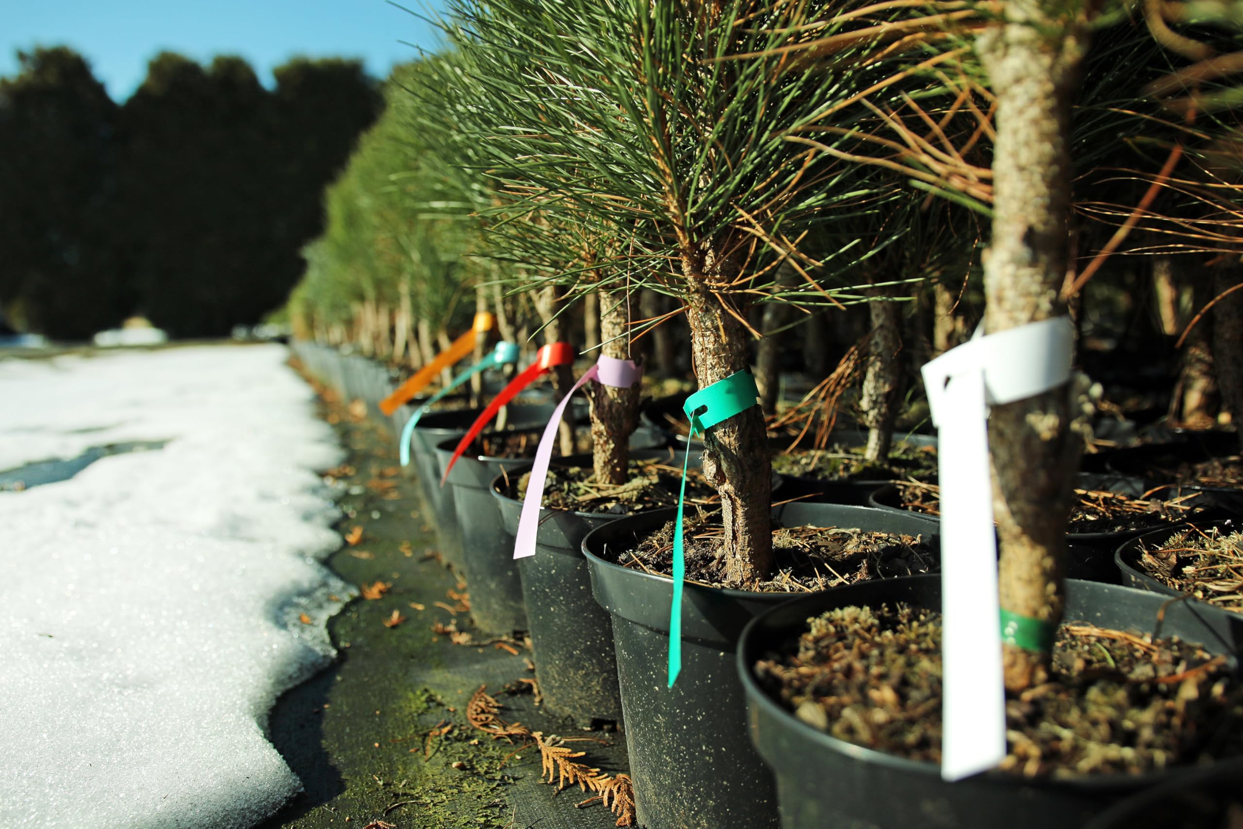 Etykiety ogrodnicze/sadownicze pętlowe Białe 160x17mm(17x160) 1000szt - obrazek 14