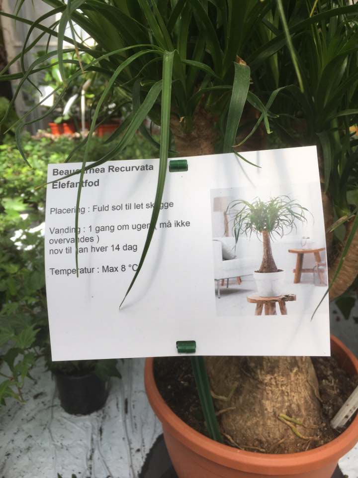 Etykiety prezentacyjne - Sign A5 148 x 210 mm with klick holes (1) (D), 200/pack, A4 sheets (4291) FloraLabels