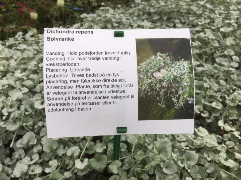 Etykiety prezentacyjne - Sign A5 148 x 210 mm (2) (D) A4 sheets (3060) FloraLabels - obrazek 6