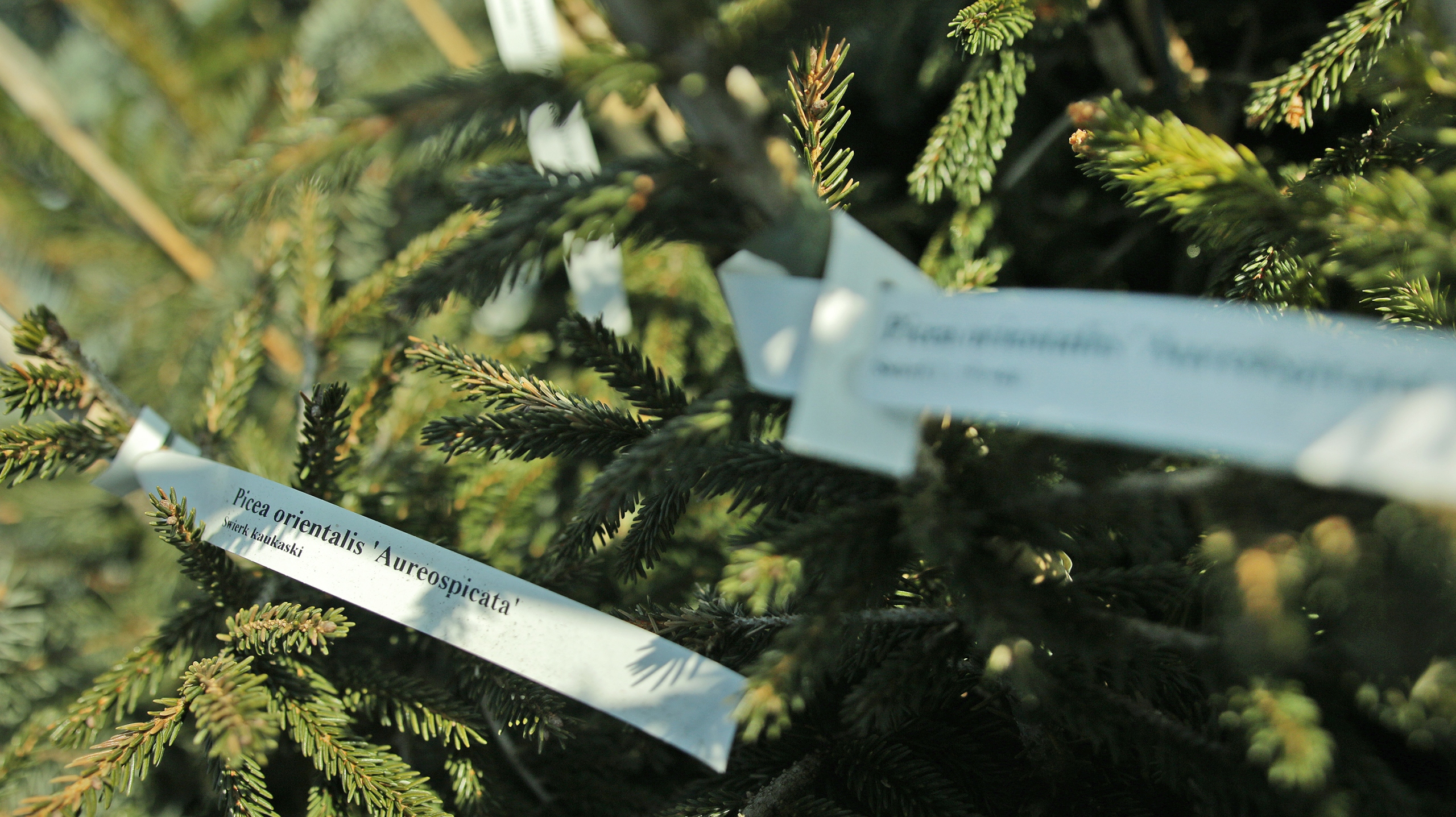 Etykiety ogrodnicze/sadownicze pętlowe BIAŁE 200x17mm(17x200) 5000szt - obrazek 12