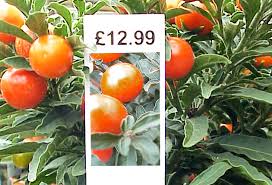 Etykiety wtykane - Pot Label 25 x 115 mm (8) (3026) FloraLabels