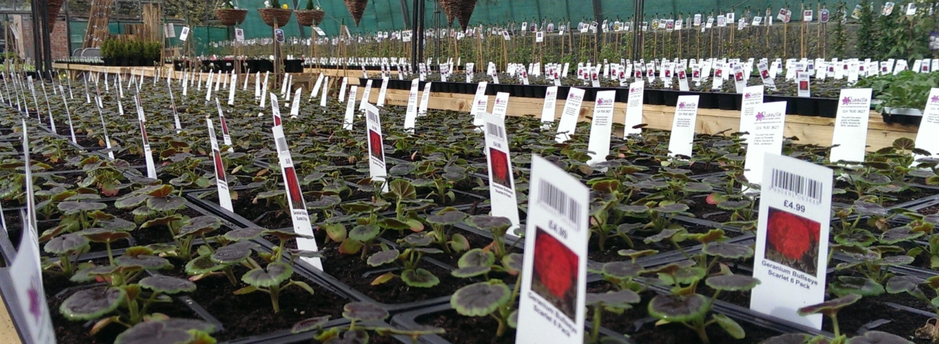 Etykiety wtykane - Pot Label 40 x 160 mm (5) (3503) FloraLabels - obrazek 11