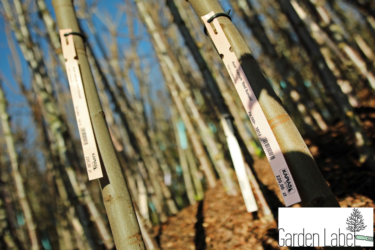 Etykiety ogrodnicze/sadownicze pętlowe CZERWONE(60-155)327x20mm(20x327) 1000 szt - obrazek 6