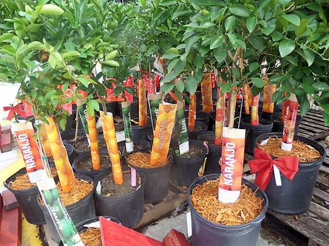 Etykiety wtykane - Pot Label 25 x 115 mm (8) (4226) FloraLabels - obrazek 4