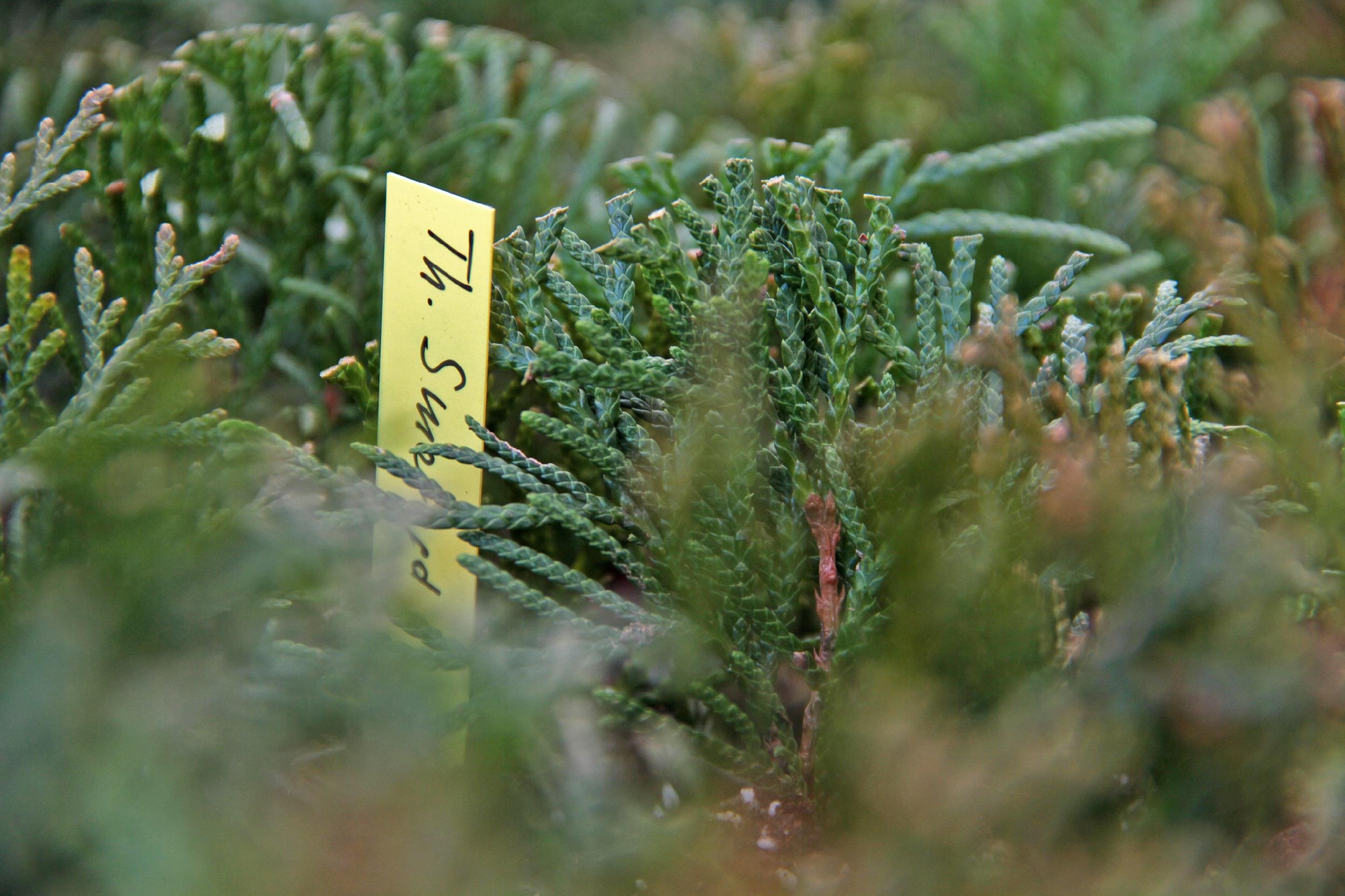 Etykiety ogrodnicze/sadownicze pętlowe BIAŁE 200x17mm(17x200) 5000szt - obrazek 13