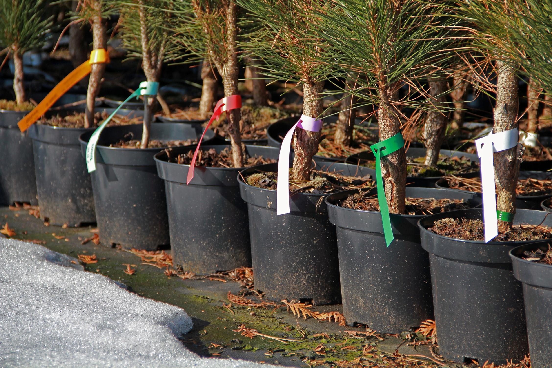 Etykiety ogrodnicze/sadownicze pętlowe BIAŁE 200x17mm(17x200) 240szt - obrazek 15