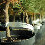 Etykiety ogrodnicze/sadownicze pętlowe CZERWONE (60-155) 327x20mm(20x327) 500szt - obrazek 14