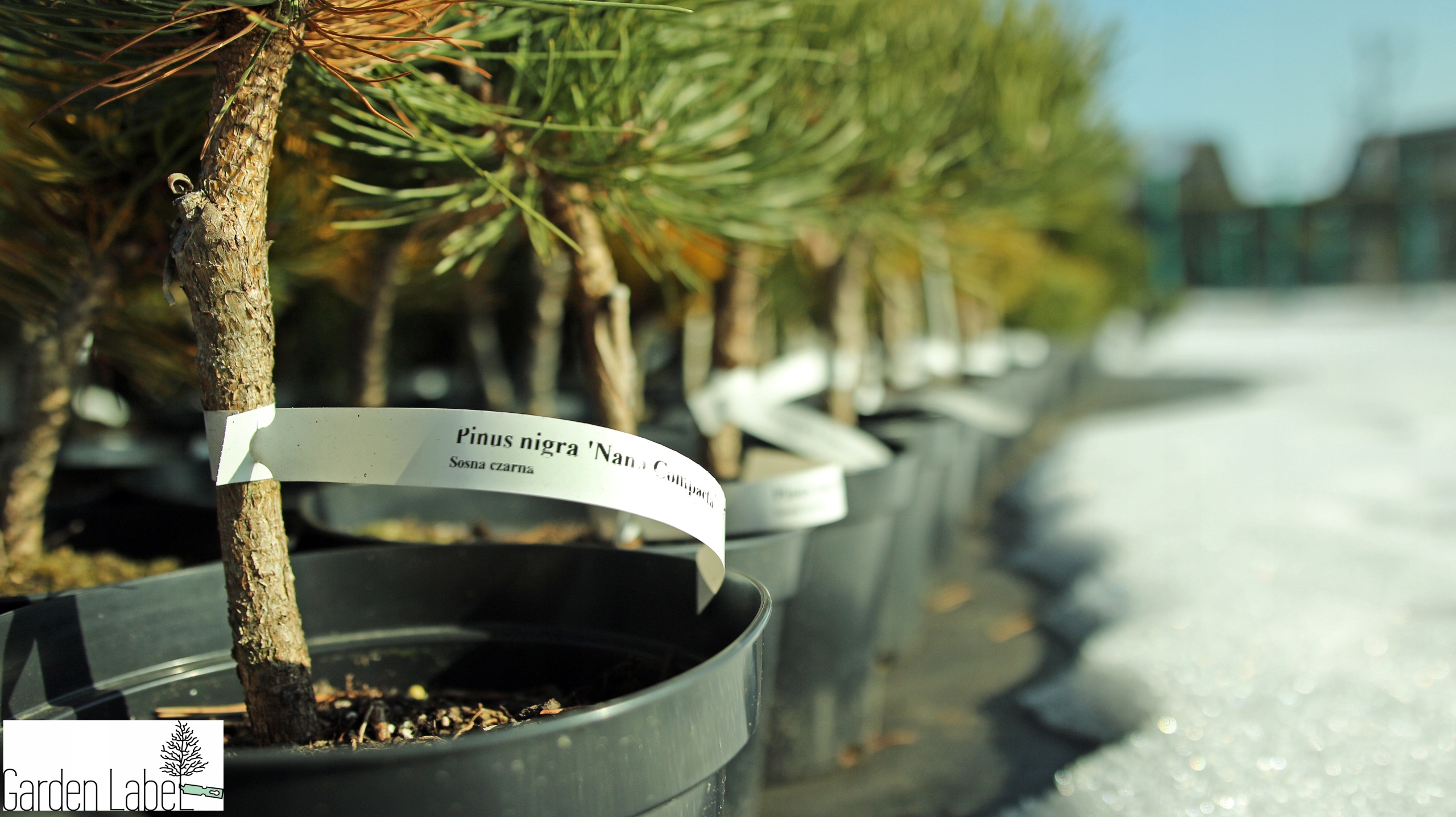 Etykiety pętlowe do opisu roślin BIAŁE 160mm x 17mm (17x160) 100 szt - obrazek 12