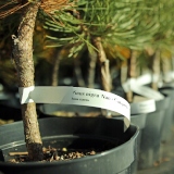 Etykiety pętlowe do ogrodnictwa NIEBIESKIE 250mm x 17mm - 100 sztuk - obrazek 10