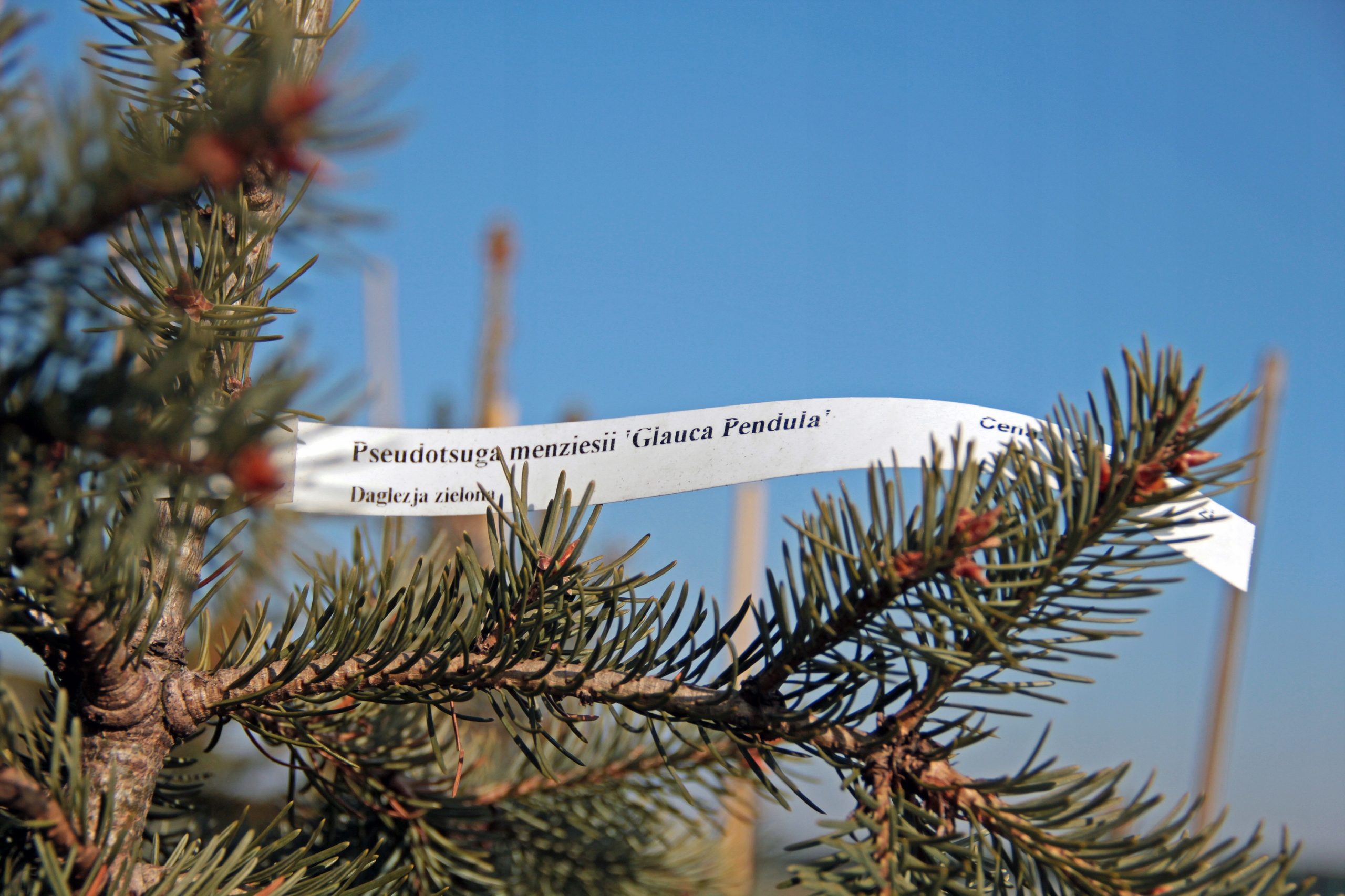 Etykiety ogrodnicze/sadownicze pętlowe BIAŁE 200x17mm(17x200) 240szt - obrazek 5