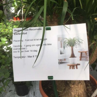 Etykiety prezentacyjne - Sign A5 148 x 210 mm (1) (D) (3511) FloraLabels