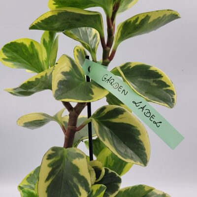 192ea4adda534a31adb28eb136c641d7