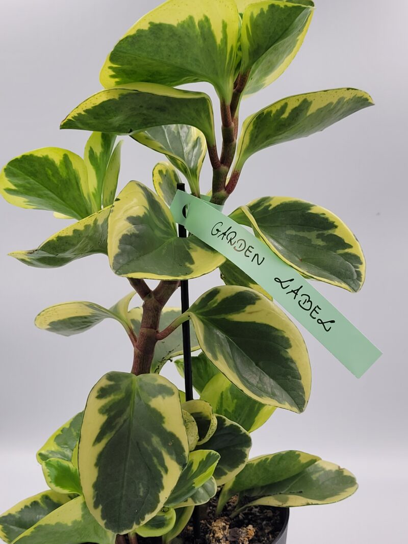 Etykiety Ogrodnicze Pętelkowe Wiązane 25x250mm (250x25) MIĘTOWE 3750szt - obrazek 2