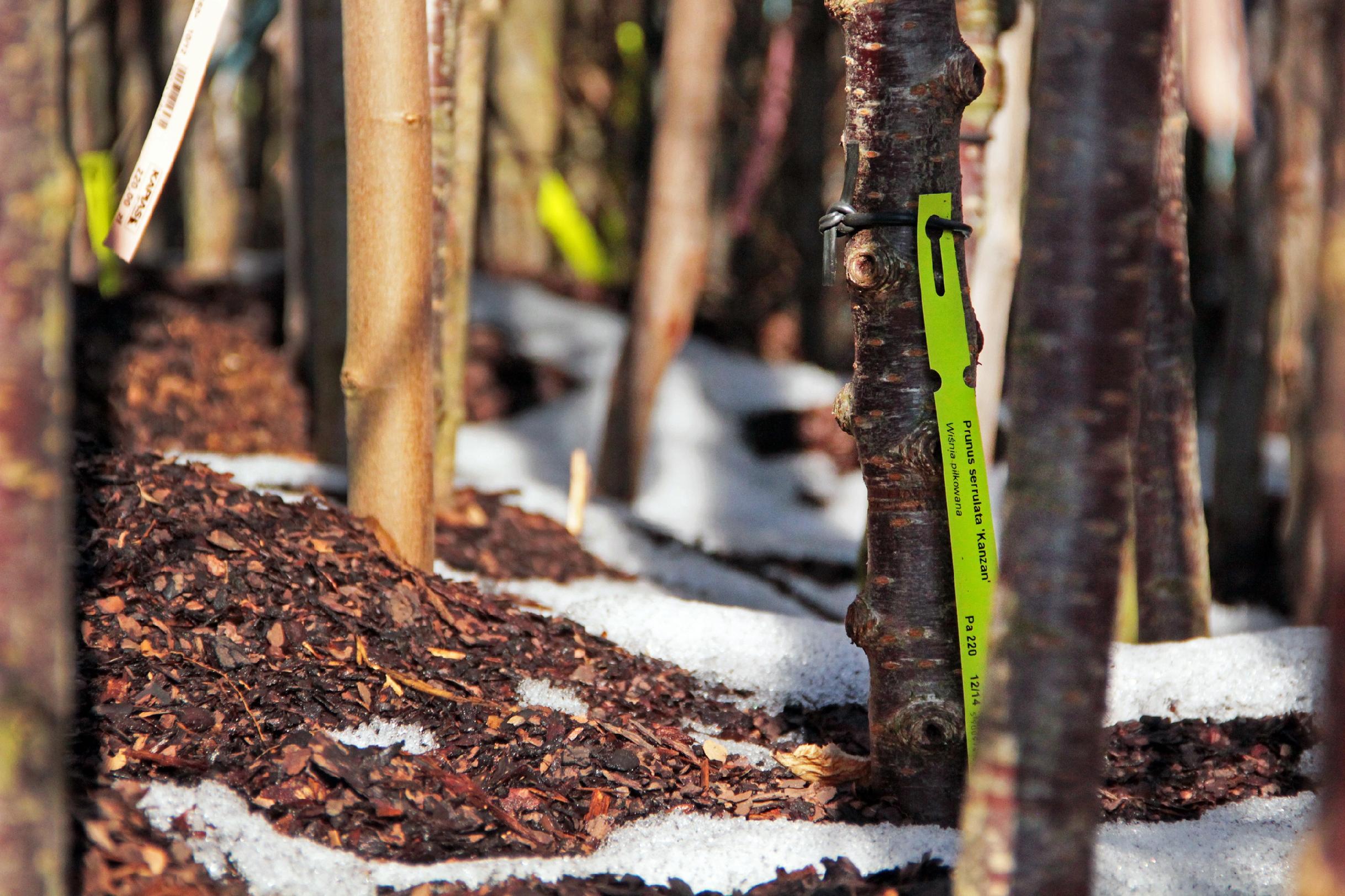 Etykiety pętlowe do opisu roślin BIAŁE 160mm x 17mm (17x160) 100 szt - obrazek 6