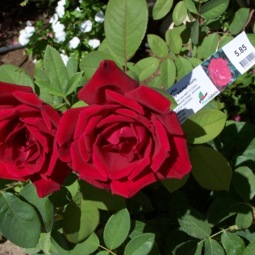 Etykieta pętlowa - Loop Label 38 x 250 mm without tear-off tab (5) (3031) FloraLabels - obrazek 3