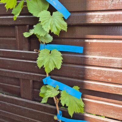 06c26059c85eda7c6cbef64c871e6ab7