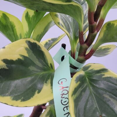 2ecbdad537a8a9cef54f85d5c2ff3f0a