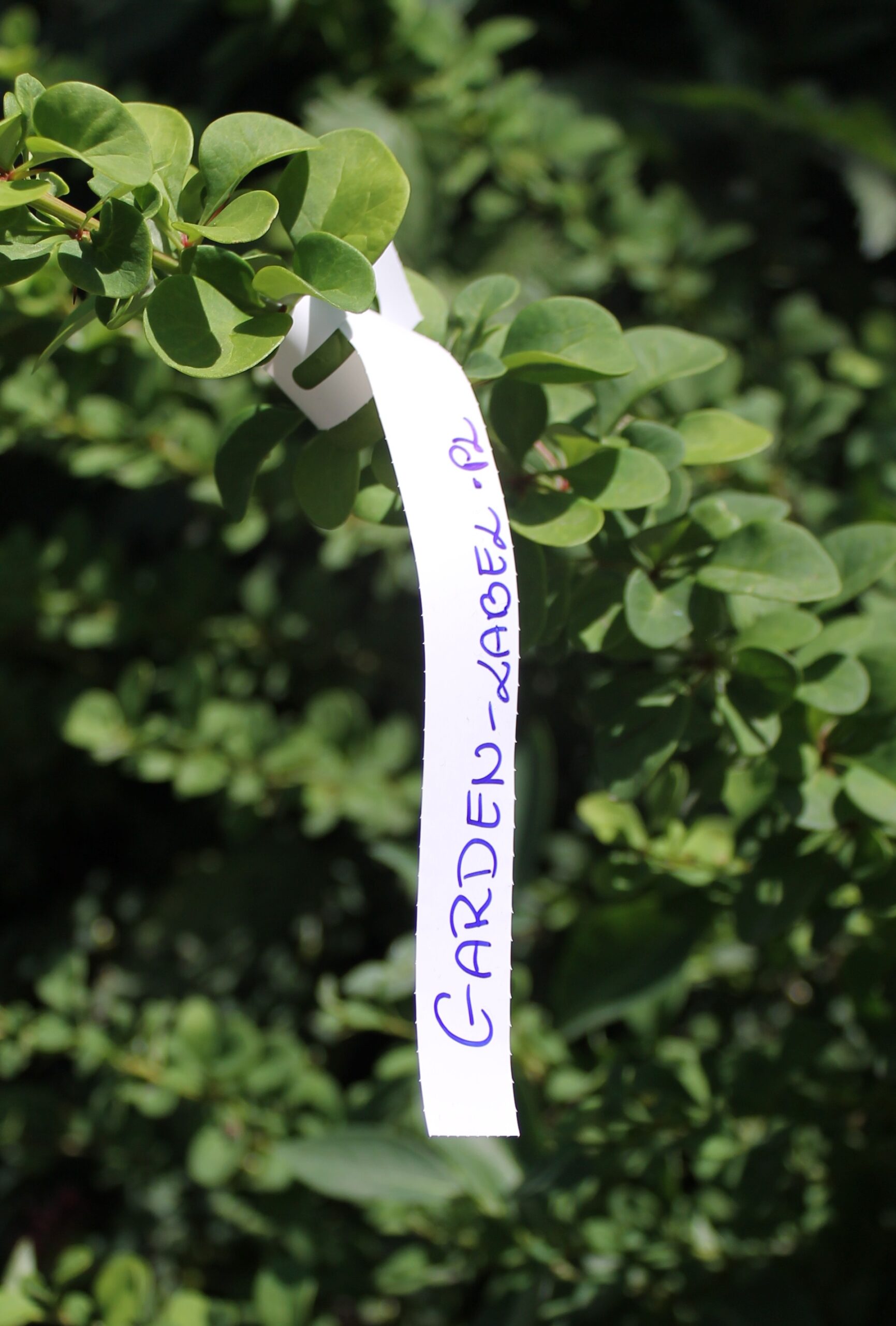 a3a55eb19b804da31667abc72dbb4a60