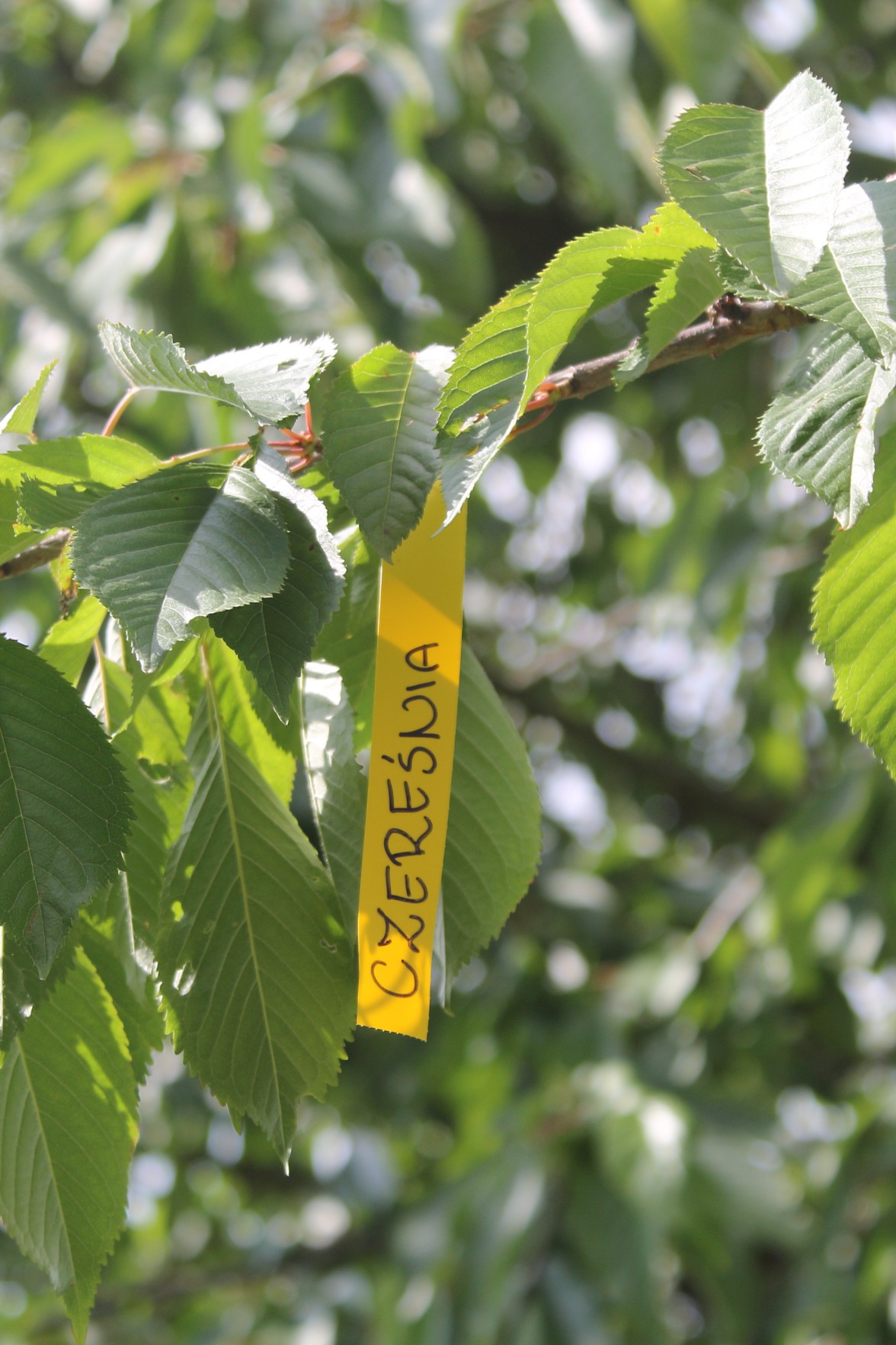 c2d99461991c3f85430d443e1808c19f