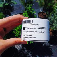 Plant passport – co to jest paszport rośliny i jaka roślina musi go posiadać?