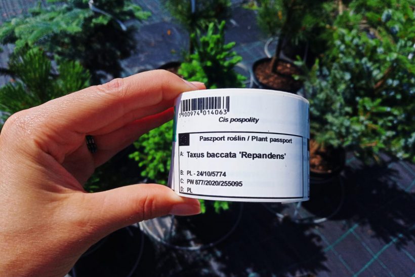 Plant passport – co to jest paszport rośliny i jaka roślina musi go posiadać?