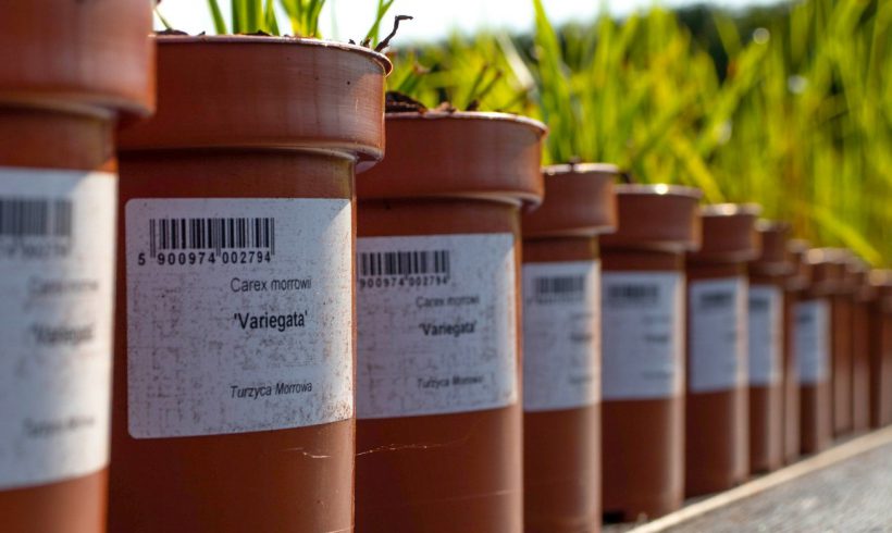 Etykiety ogrodnicze – Jakie etykiety do roślin wybrać?