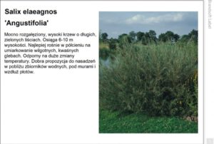 Projekt etykiety samoprzylepnej rośliny wykonany w programie Brandsoft Label. Oznaczenie salix elaeagnos angustifolia. Fot. Garden-Label